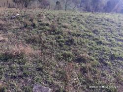 Área para Venda em Pinhalzinho - 4