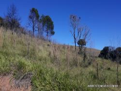 #100 - Área para Venda em Pinhalzinho - SP - 2