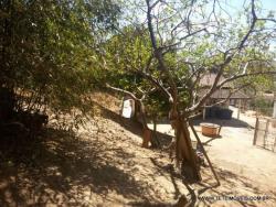 Chácara para Venda em Pinhalzinho - 5