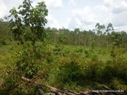 #39 - Terreno para Venda em Pinhalzinho - SP