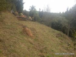 Área para Venda em Pinhalzinho - 4