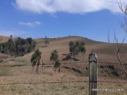 #237 - Sítio para Venda em Pinhalzinho - SP - 3